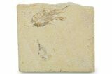 Cretaceous Fossil Shrimp - Lebanon #375787-1